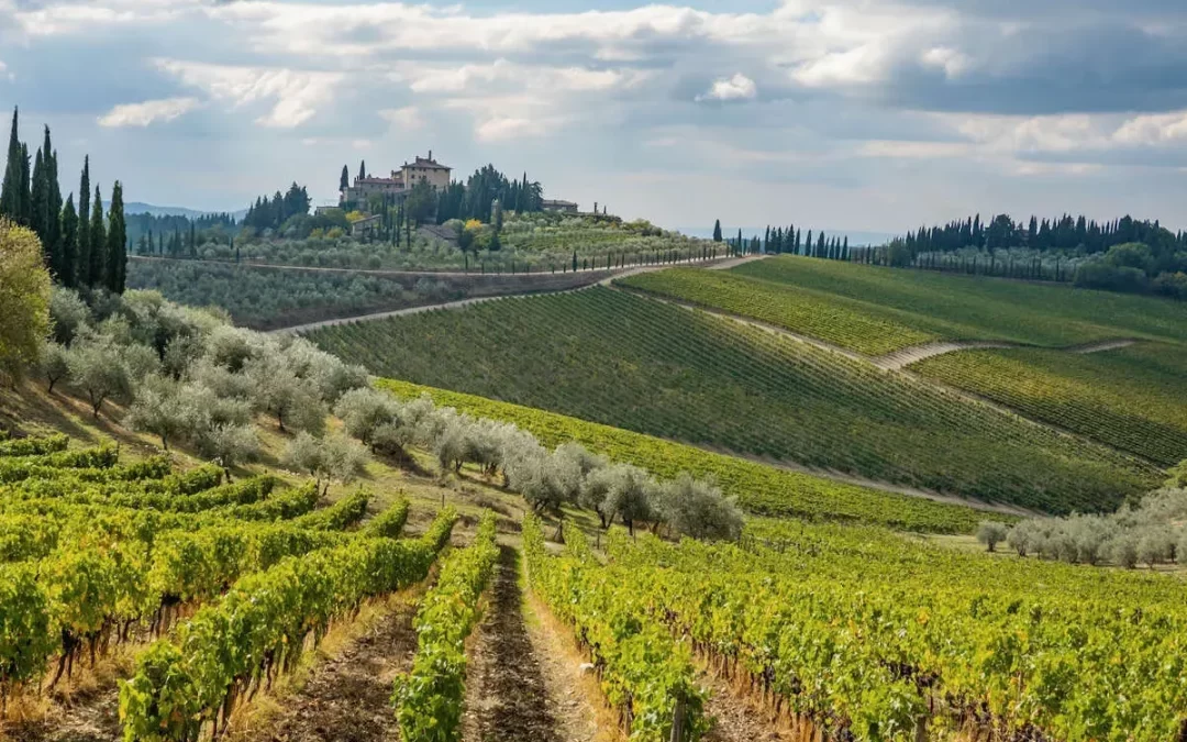 Vineyards in Tuscany